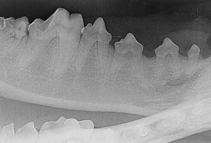 Zahnheilkunde Kleintierklinik